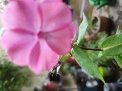 phlox rosa 