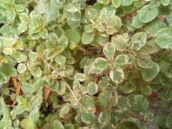 Oregano variegata