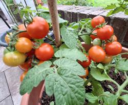 Tomate "Pummelfee"