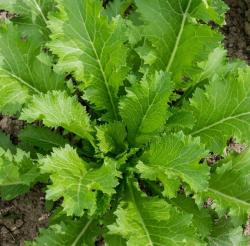 Winter Salat "Green in snow"