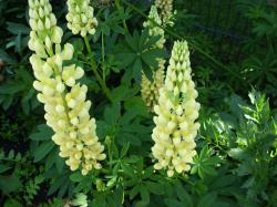 Lupine bunte Mischung