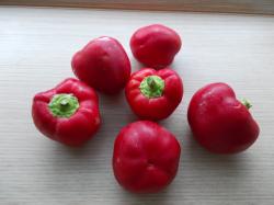 Paprika Samen von Topepo Rosso