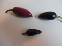 Chili Black Hungarian