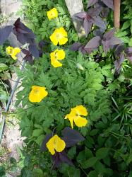 gelber Waldscheinmohn