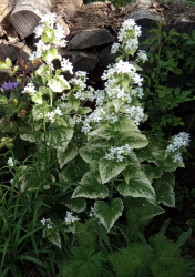 Weissblühende Lunaria mit weiss panaschierten Laub