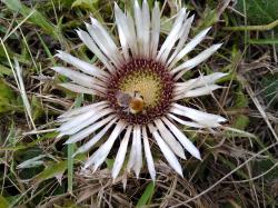 Silberdistel Eberwurz