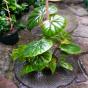 Kohleria "Strawberry fields"