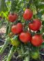 Tomate Roter Heinz