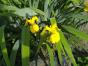 Iris Pseudacorus gelb