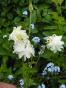 Akelei, weiße Blüten