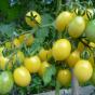 Tomate »Barry’s Crazy Cherry«