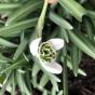 5 Galanthus Hippolyta - ...