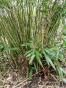 Grüner Bambus Rhizom 