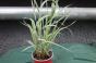 zwei Pflanzen Geranium phaeum samobor