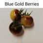 Tomaten Blue Gold Berries