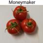 Tomaten Moneymaker
