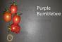 Tomate Purple Bumblebee