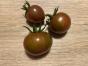 Tomate Amber Keyes (Multiflora) 